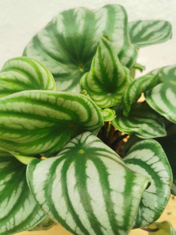 Watermelon Peperomia (Peperomia Argyreia) in 12 cm Nursery Pot