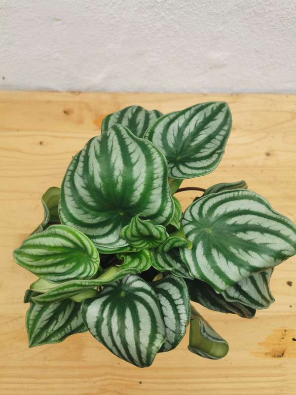 Watermelon Peperomia (Peperomia Argyreia) in 12 cm Nursery Pot