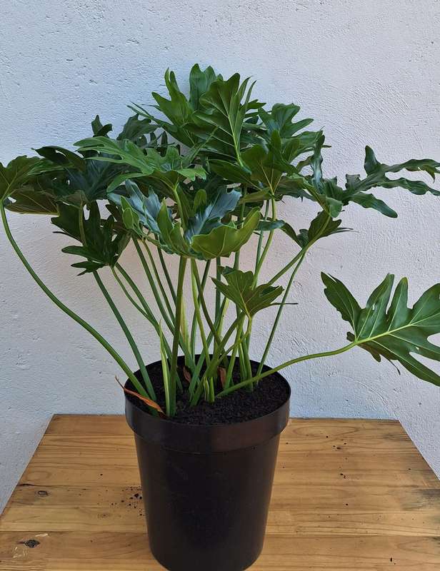 Lacy Tree (Philodendron selloum)