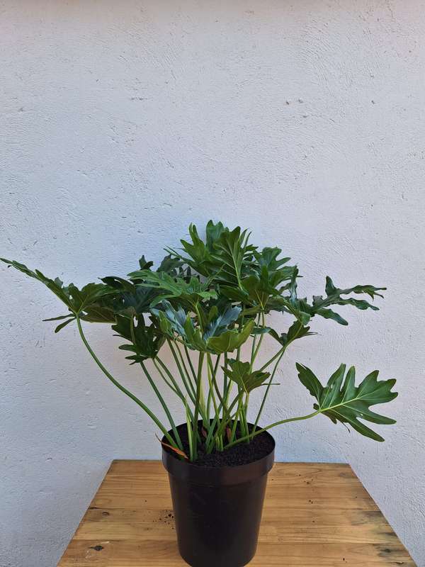 Lacy Tree (Philodendron selloum)