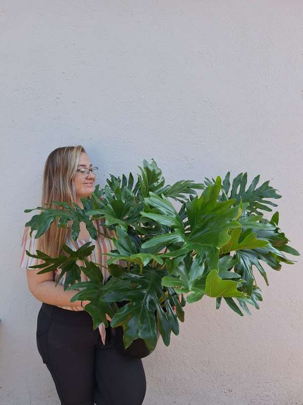 Lacy Tree (Philodendron selloum)