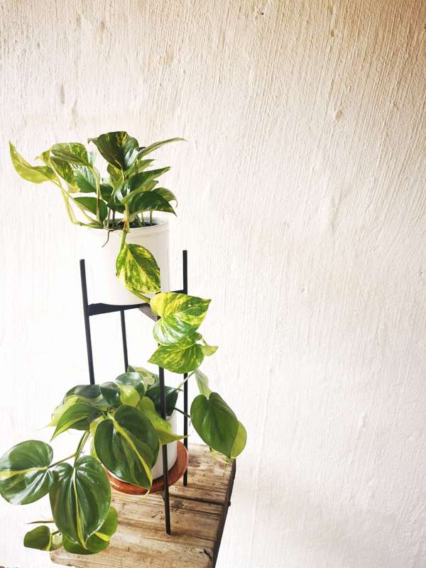 Yellow Variegation Combo (Philodendron Brazil &amp; Golden Ivy Pothos) in 12cm Nursery Pots