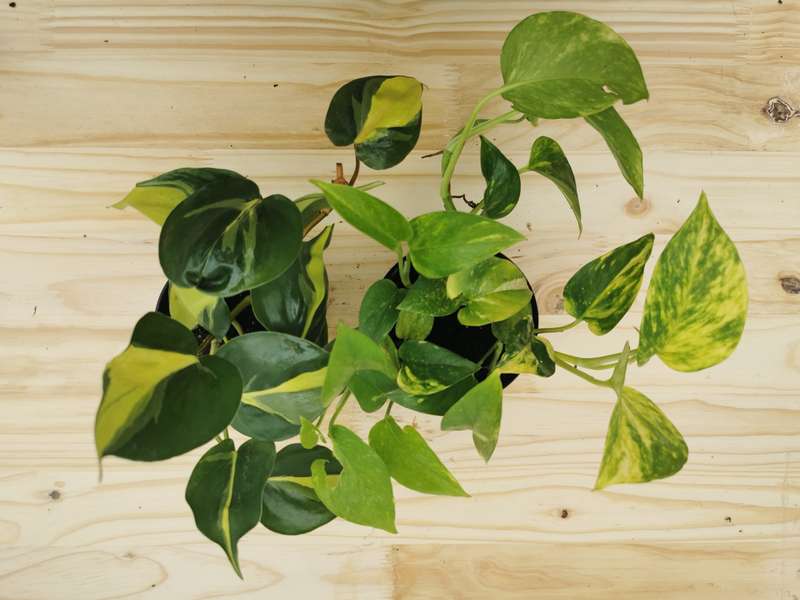 Yellow Variegation Combo (Philodendron Brazil &amp; Golden Ivy Pothos) in 12cm Nursery Pots