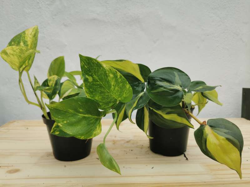 Yellow Variegation Combo (Philodendron Brazil &amp; Golden Ivy Pothos) in 12cm Nursery Pots