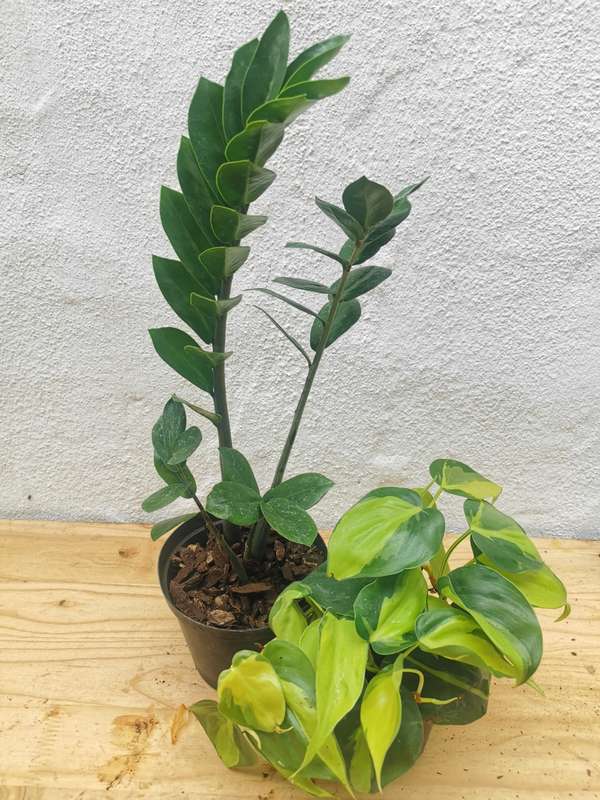 Beginners Combo #3 (ZZ plant + Brazil Philodendron)