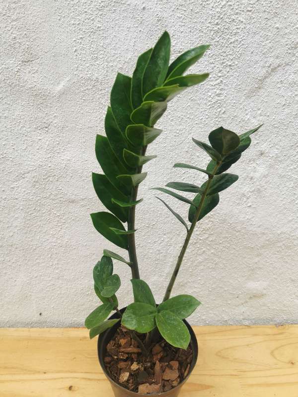 Mysterious ZZ Plant (Zamioculcas zamiifolia)