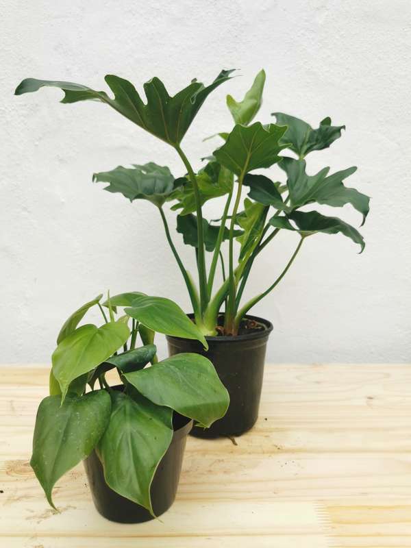 Beginners Combo # 2 (Philodendron Selloum & Heartleaf Philodendron) from 12 cm Nursery Pots