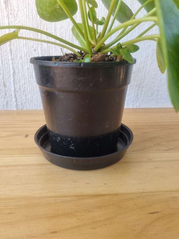 Drip tray (Black plastic)