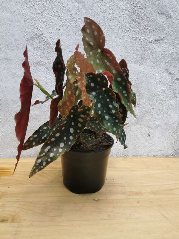 Polka Dot Begonia (Begonia Maculata)
