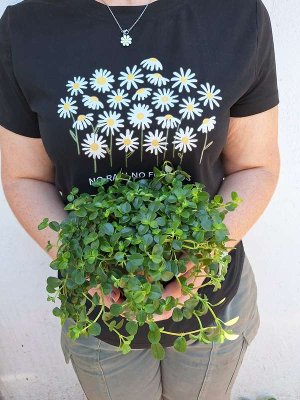 Baby Tears (Pilea Depressa) 12cm Nursery Pot