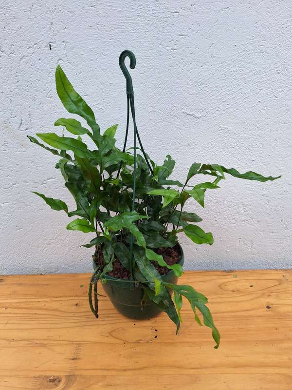 Kangaroo Fern (Microsorum Pustulatum) in 20cm Hanging Basket