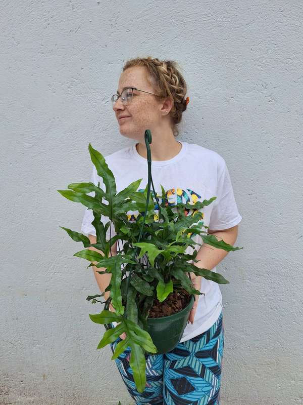 Kangaroo Fern (Microsorum Pustulatum) in 20cm Hanging Basket
