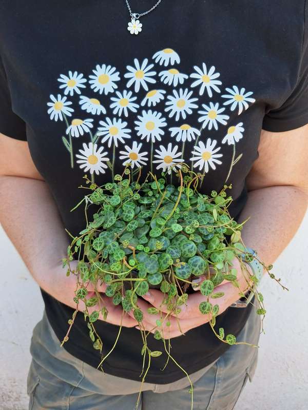 String of Turtles (Peperomia Prostrata) in 12cm Nursery Pot