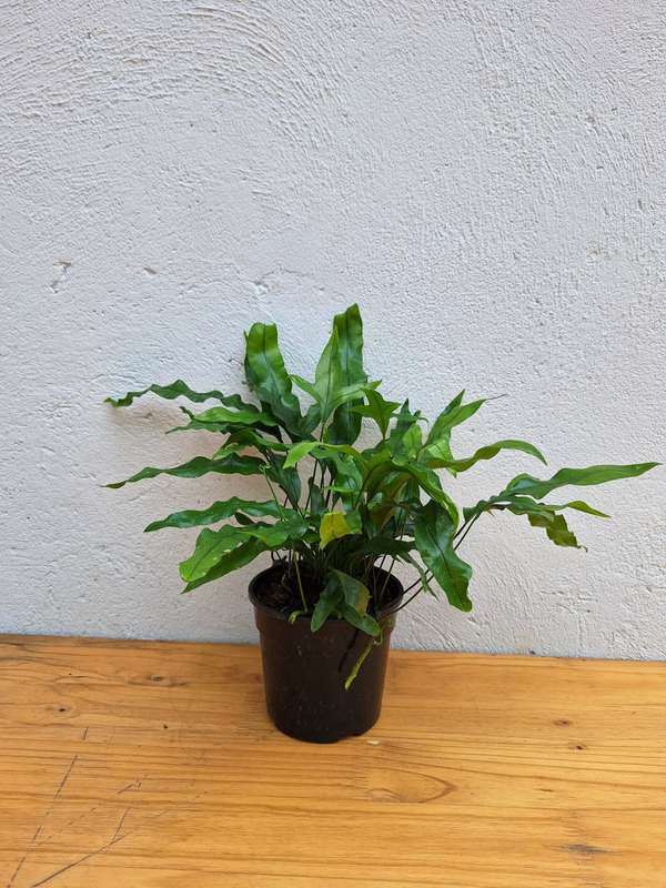 Kangaroo Fern (Microsorum Pustulatum) in 20cm Hanging Basket