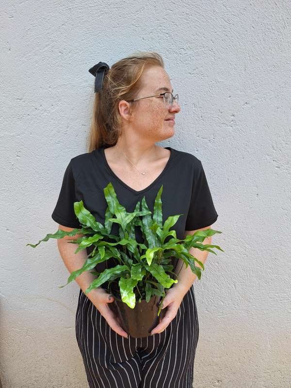 Kangaroo Fern (Microsorum Pustulatum) in 20cm Hanging Basket