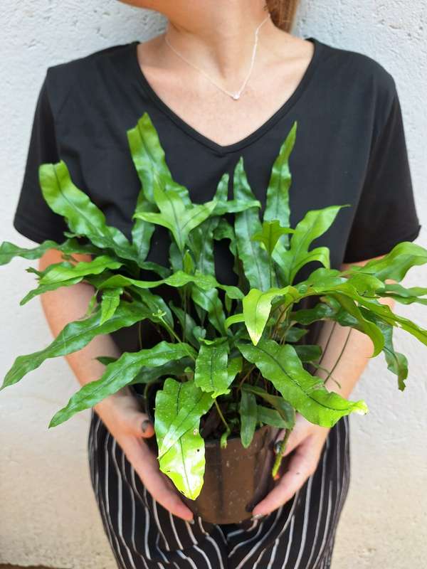 Kangaroo Fern (Microsorum Pustulatum) in 20cm Hanging Basket