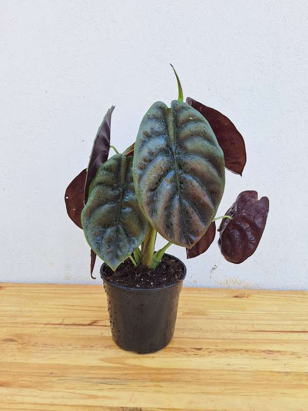 Red Secret (Alocasia Cuprea) | 14cm Nursery Pot | Indoor Plants |