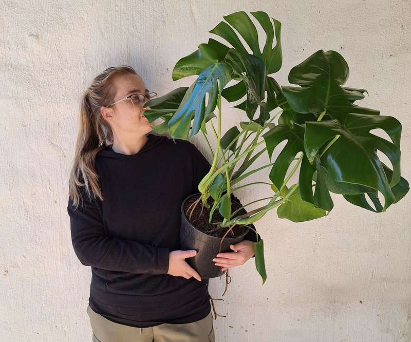 Monstera Deliciosa (Swiss Cheese Plant)