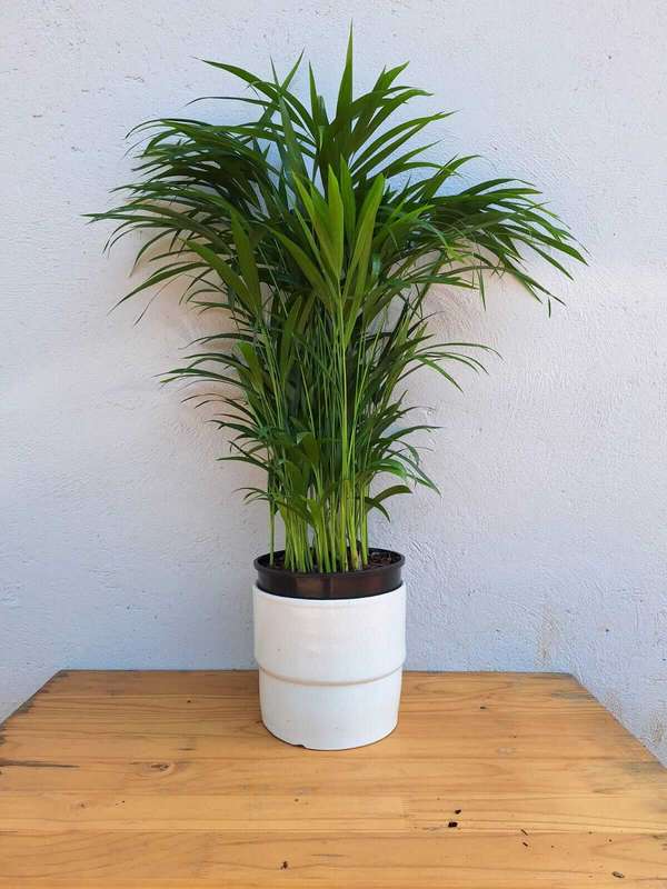 Bamboo Palm (Dypsis lutescens) 23 cm Nursery Pot | XL Size