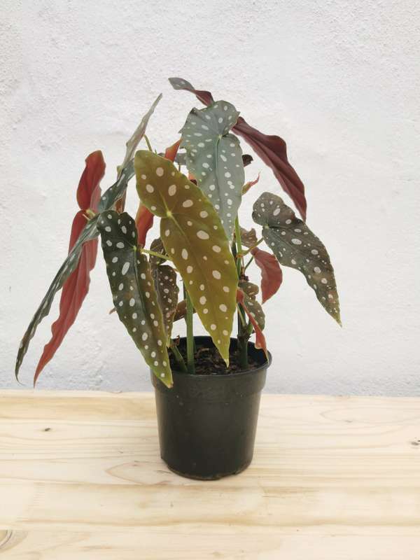 Polka Dot Begonia (Begonia Maculata)