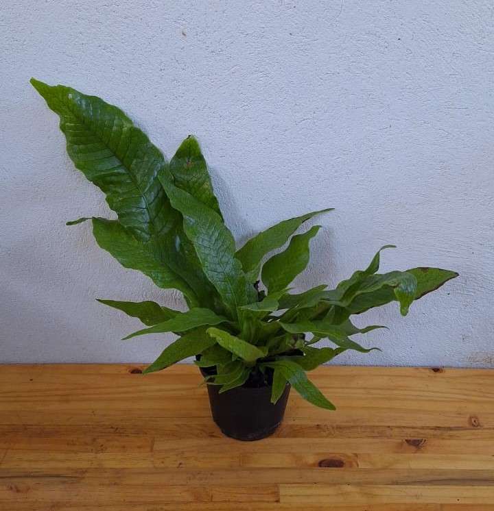 Crocodile Fern (Crocodyllus Fern) 14cm Nursery Pot