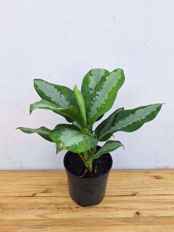 Silver Bay Chinese Evergreen (Aglaonema Commutatum) 19cm Nursery Pot