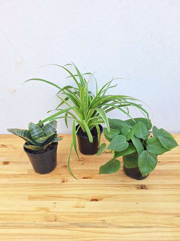 Trio Of Beginner Plants