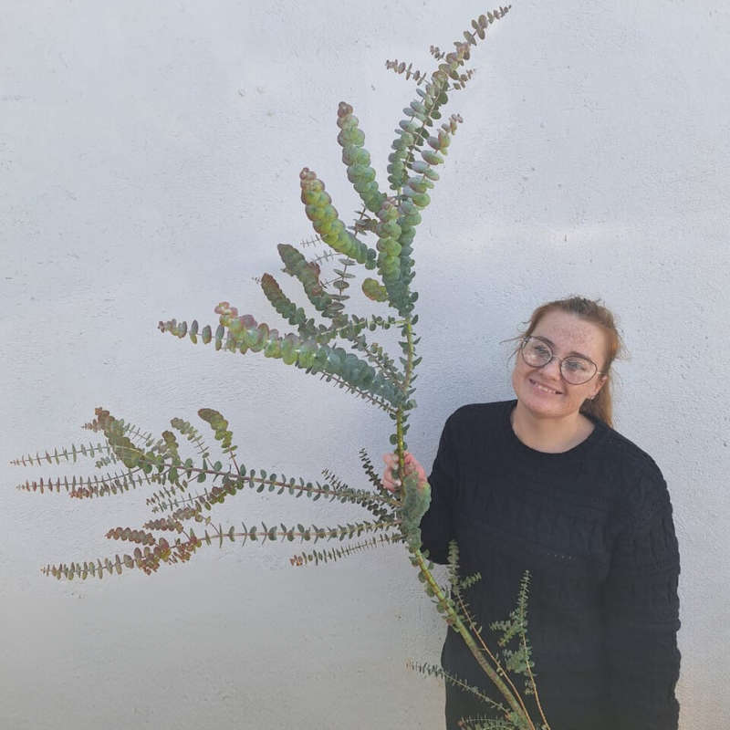 Eucalyptus Pulverulenta (Baby Blue) 5 Litre Nursery Bag