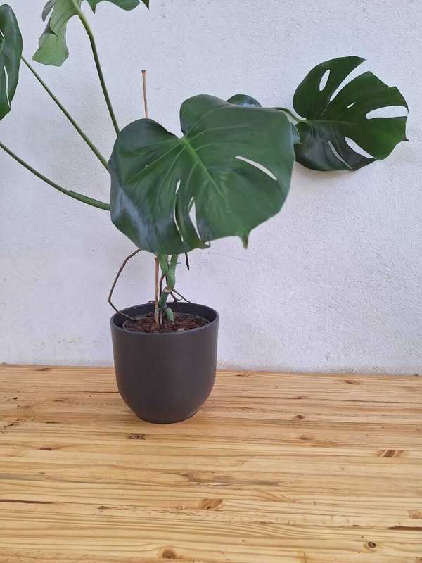 Trudy Ceramic Pot Round Matte Black 20 x 22.5cm