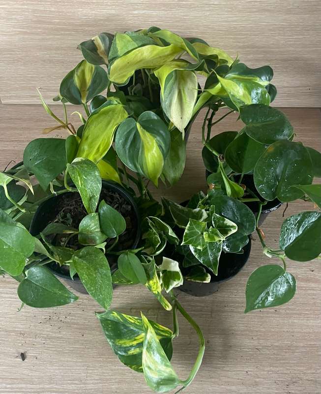 Vining Combo (Heartleaf Philodendron, Philodendron Brazil, Golden State Ivy Pothos, Variegated Iv...
