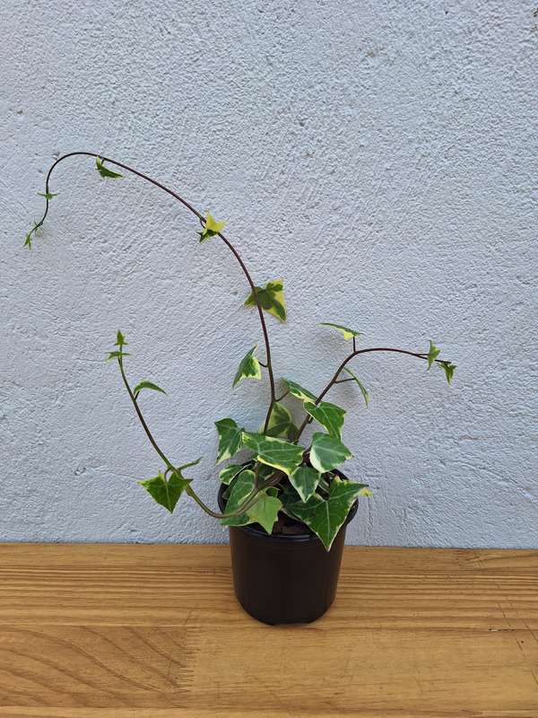 Vining Combo (Heartleaf Philodendron, Philodendron Brazil, Golden State Ivy Pothos, Variegated Iv...
