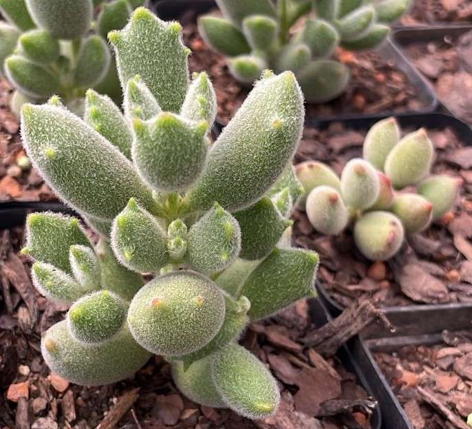 Bears Paw | Cotyledon tomentosa | Succulent | Indoor Plants | 9 cm Nursery Pot