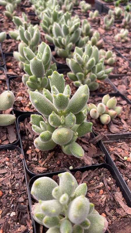 Bears Paw | Cotyledon tomentosa | Succulent | Indoor Plants | 9 cm Nursery Pot