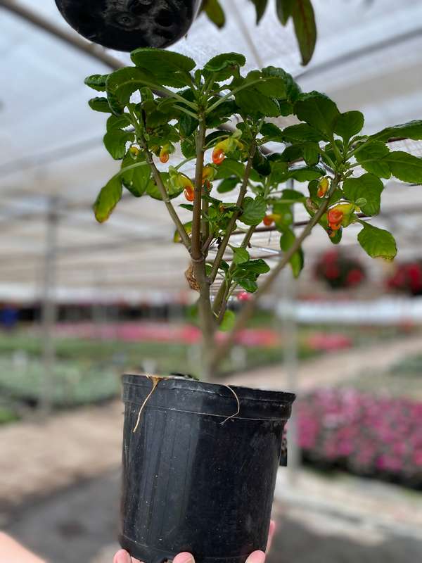 Impatiens 'Parrot Beak' - 15cm Nursery Pot