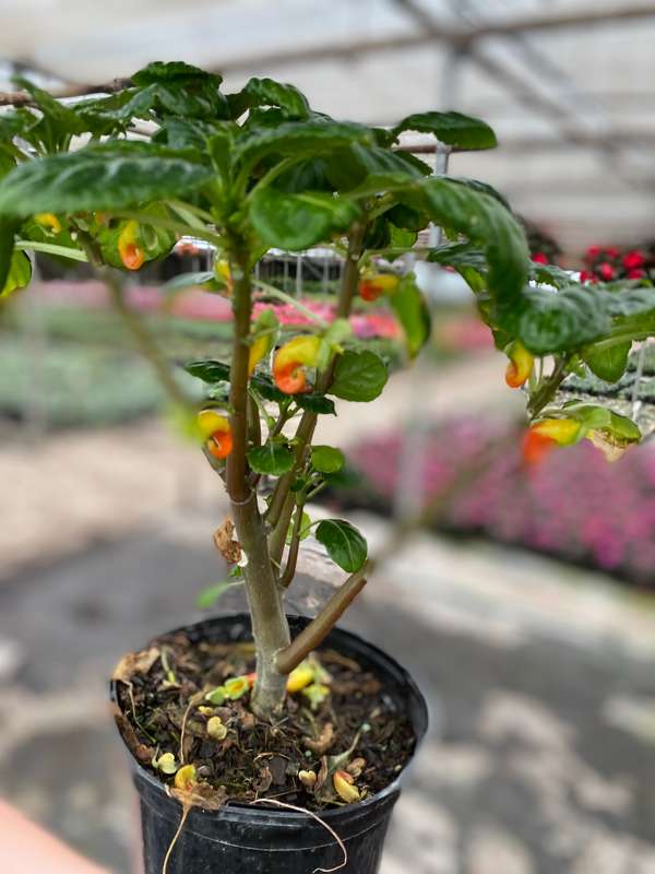 Impatiens 'Parrot Beak' - 15cm Nursery Pot