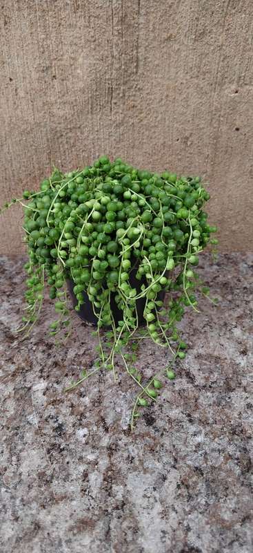 String of Pearls (Seneciorowleyanus) | 12 cm Nursery pot | Indoor Plants |
