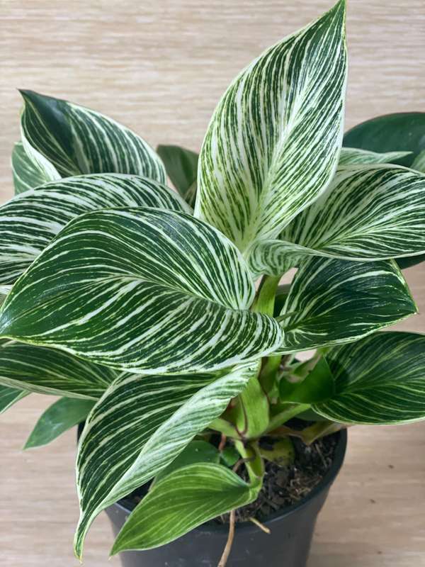 Philodendron Birkin | 14cm Nursery Pot | Indoor Plant