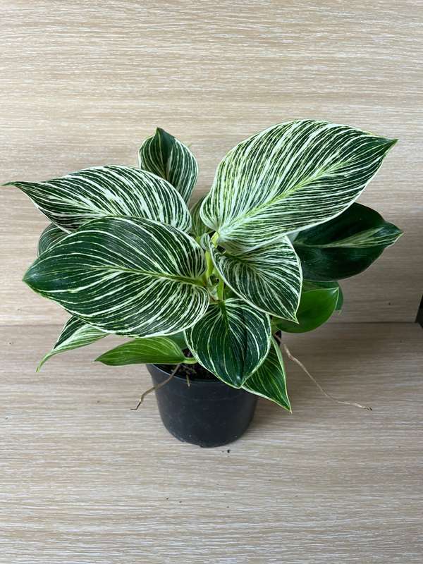 Philodendron Birkin | 14cm Nursery Pot | Indoor Plant