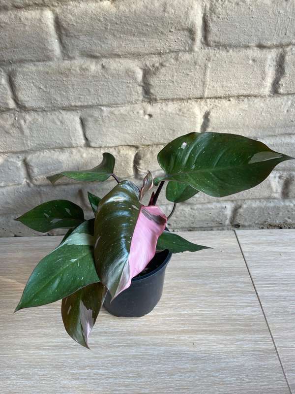 Philodendron Pink Princess: A Rare Beauty to Cherish | 16.5cm Nursery pot