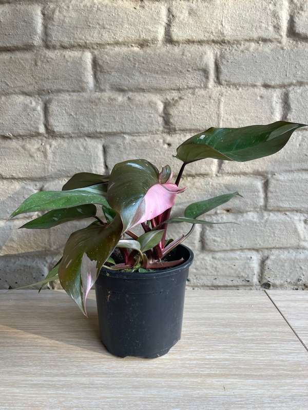 Philodendron Pink Princess: A Rare Beauty to Cherish | 16.5cm Nursery pot