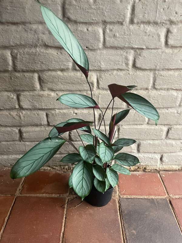 Prayer Plant Grey Star (Ctenanthe setosa) 16.5 & 23 cm Nursery Pot