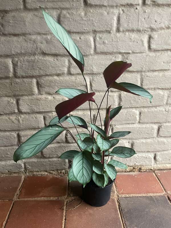 Prayer Plant Grey Star (Ctenanthe setosa) 16.5 & 23 cm Nursery Pot