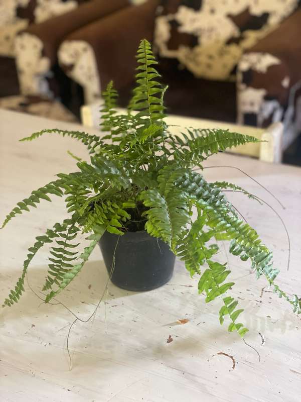 Boston / Sword Fern (Nephrolepis exaltata) 15cm Nursery Pot