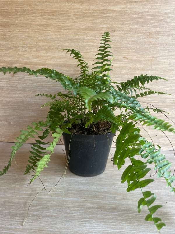 Boston / Sword Fern (Nephrolepis exaltata) 15cm Nursery Pot