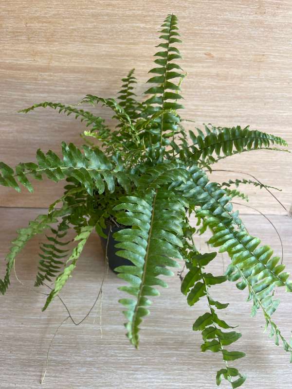 Boston / Sword Fern (Nephrolepis exaltata) 15cm Nursery Pot