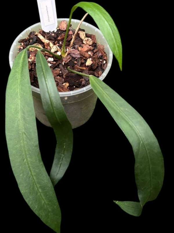 Anthurium Vittarifolium (Strap Leaf ) 12 cm