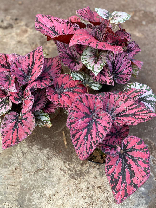 Begonia Rex Variations 14 cm