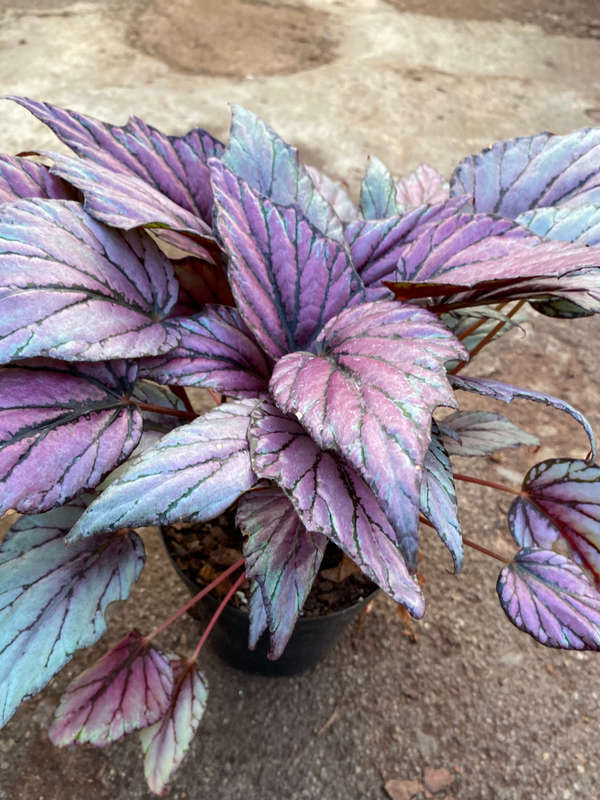 Begonia Rex Variations 14 cm