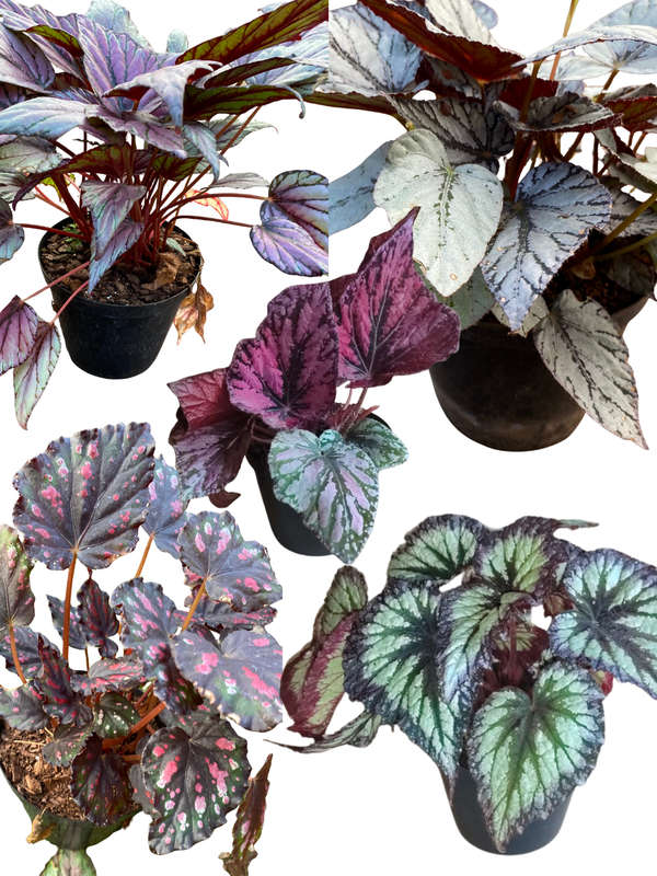 Begonia Rex Variations 14 cm