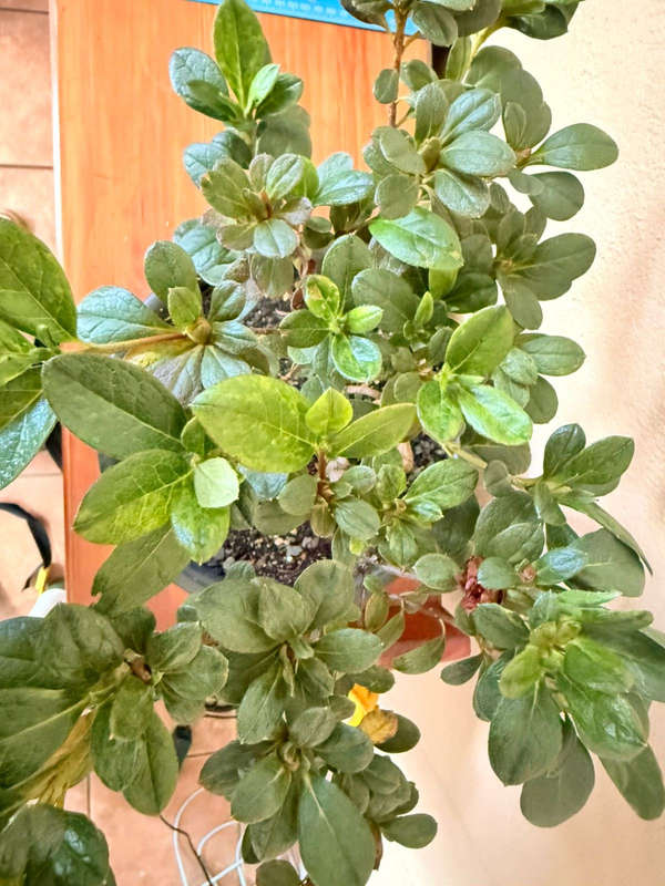 Bonsai Azalea (Rhododendron spp.), Ceramic Pot